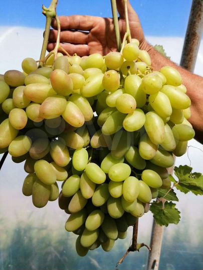 Участок 25 сот. (ИЖС)