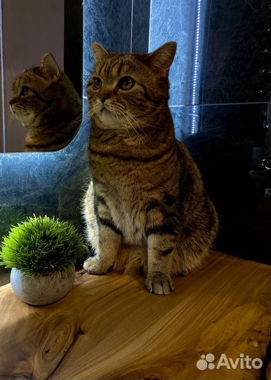 Кот в добрые руки