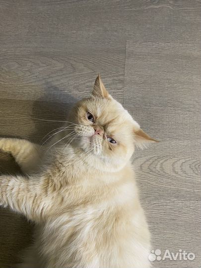 Экзотический кот вязка