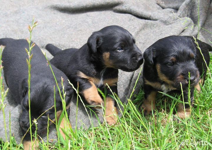 Щенки ягдтерьера