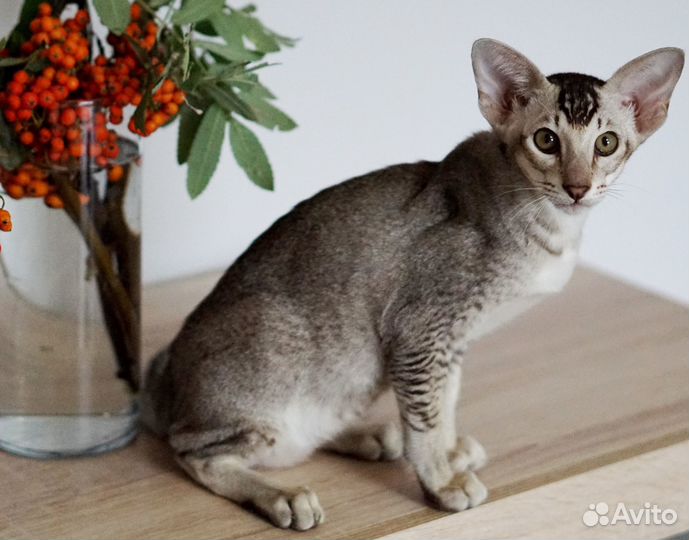 Ориентальные котята
