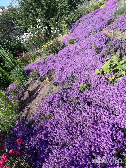 Туя Тедди, цветы и кусты