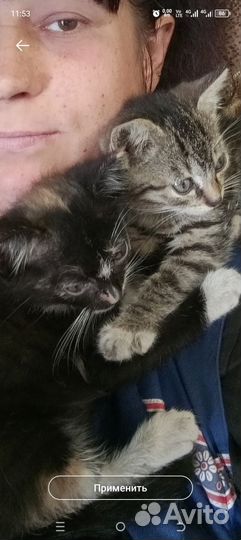 Котята ищут дом
