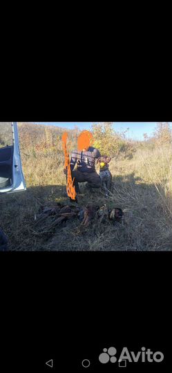 Курцхаар вязка