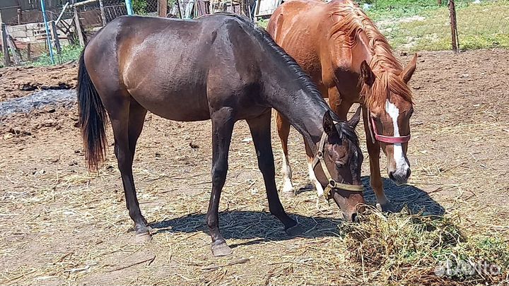 Продаётся кобылка