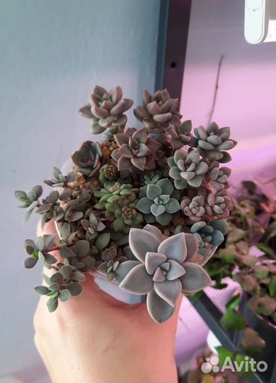 Суккуленты 1/5