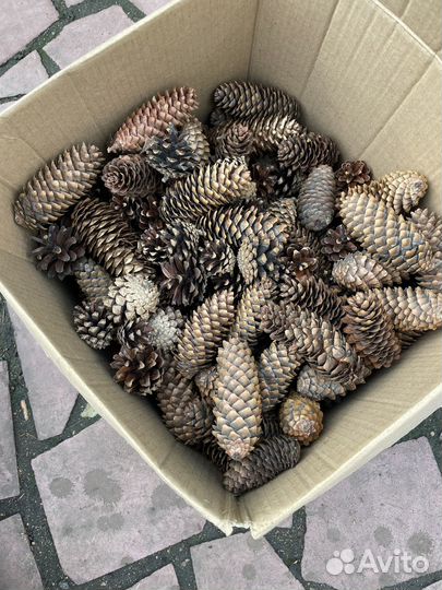 Шишки еловые шишики сосновые