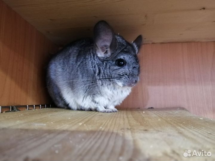 Самцы носители ангоры, сапфира, фиолета