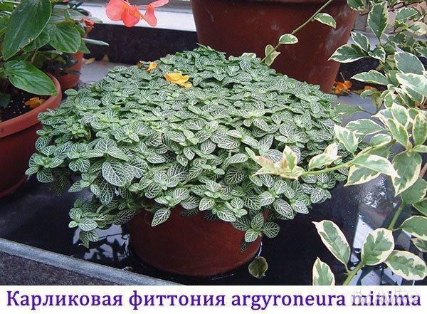 Фиттония