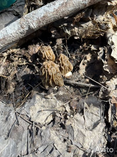 Грибы свежие сморчки