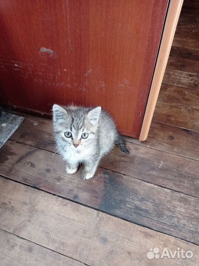 Отдам котёнка