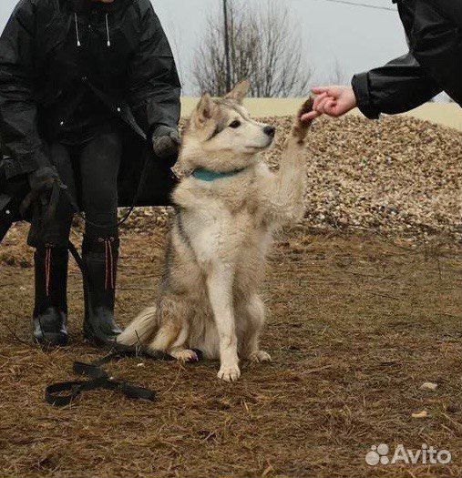 Сибирский хаски бесплатно