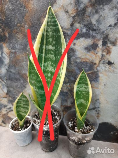 Сансевиерия