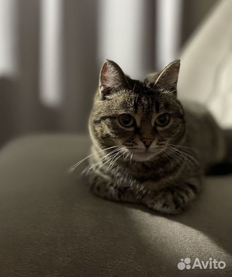 Кошка в дар бесплатно