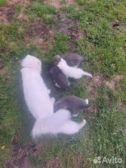 Кошка и котята