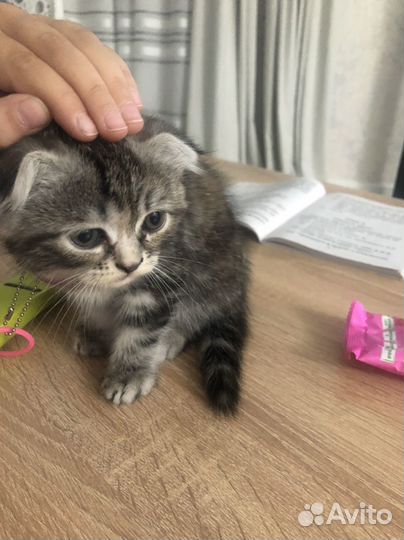 Вислоухие котята в добрые руки