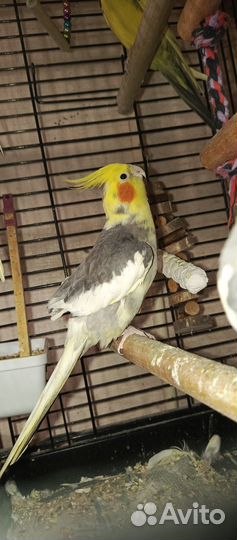 Птенцы попугаи Корелла с клеткой