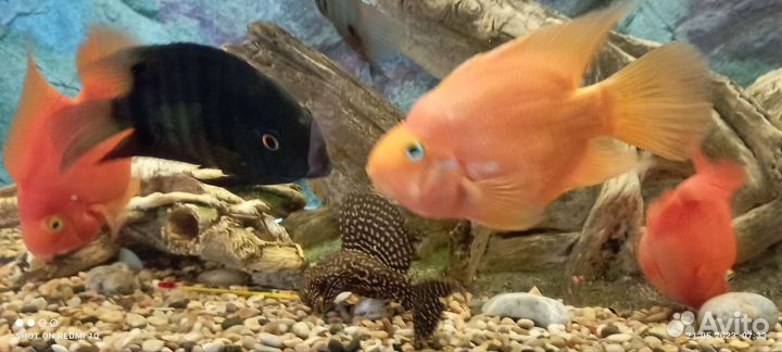 Аквариумные рыбки