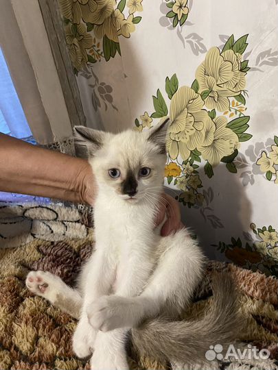 Одам бесплатно милая девочка кошечка 1 мес