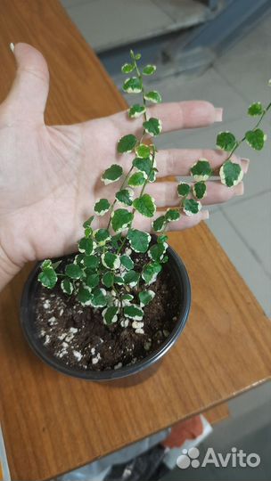 Фикус Пумила