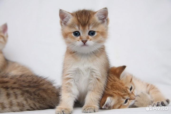 Шотландские котята