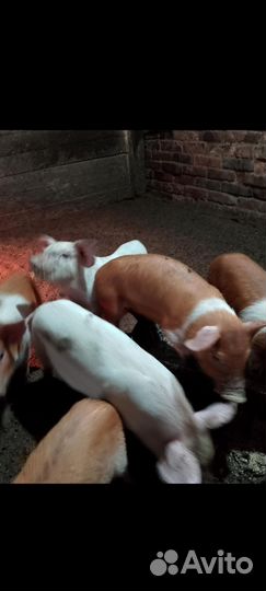 Поросята ландрас дюрок