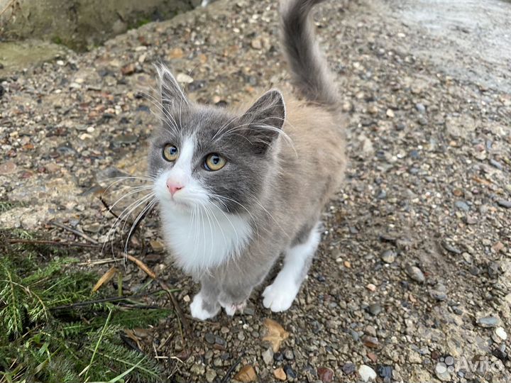 Котята мальчики даром