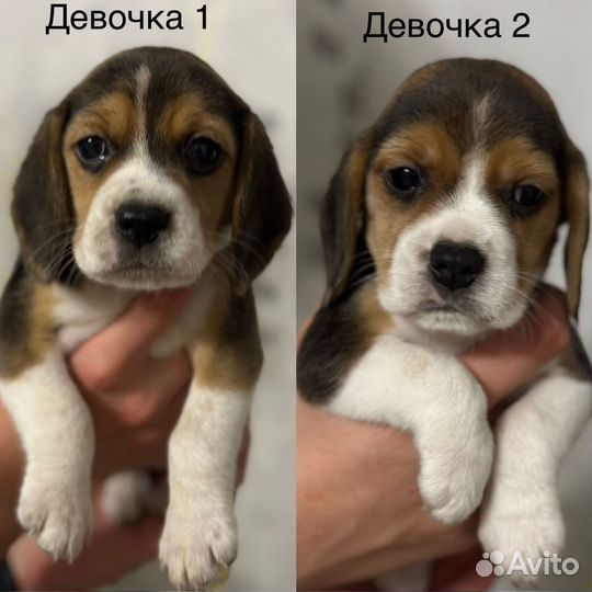 Щенки бигль