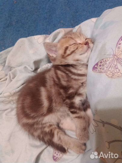 Продаются британские котята