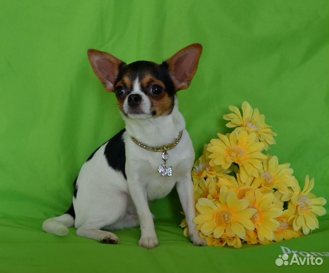 Мальчик красавчик 6 мес