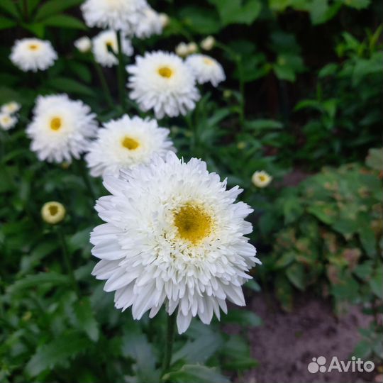 Нивяник махровый