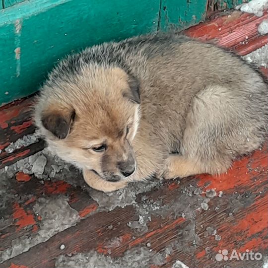 Щенки 1,5 месяца