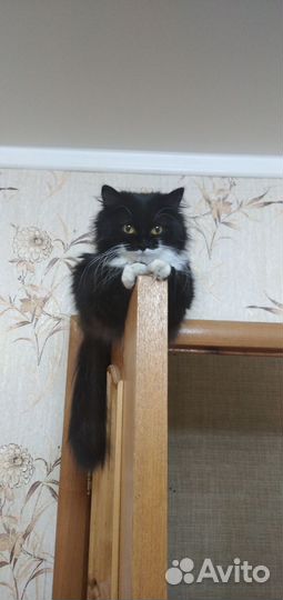 Кошечка Ксюша