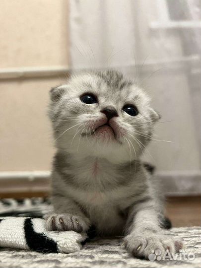 Котик вязка