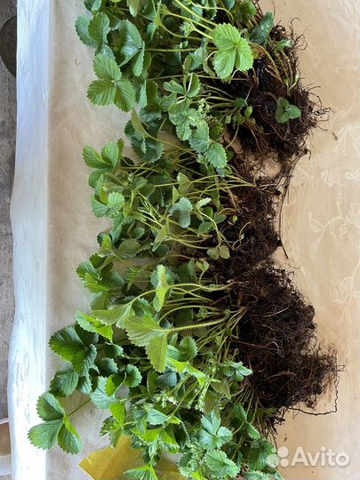 Рассада клубники ремонтантной