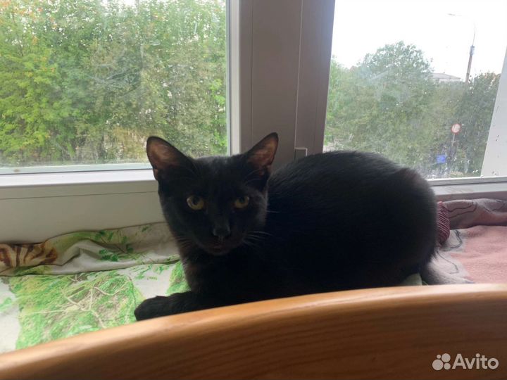 Кошки в добрые руки