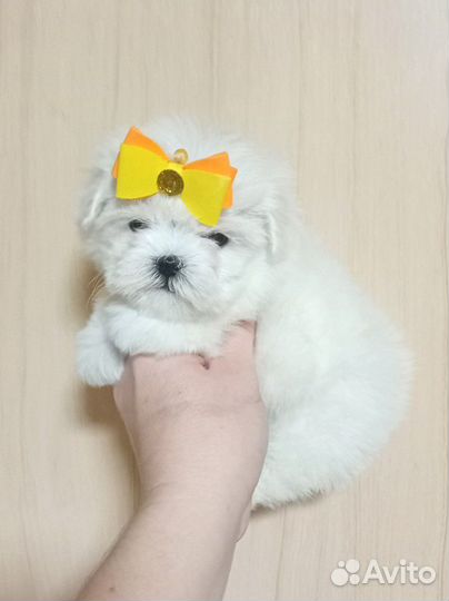 Мальтезики с документами