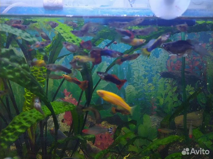 Мальки гуппи