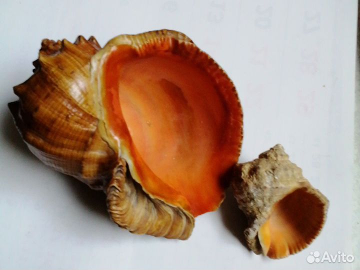Ракушка большая