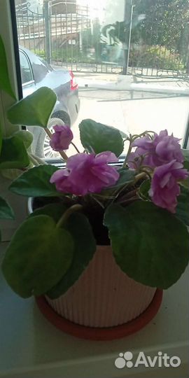 Фиалка сортовая