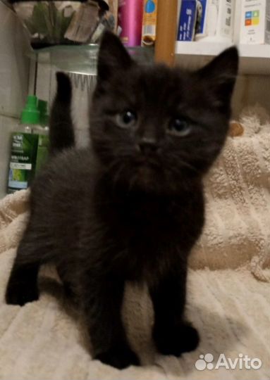 Черные котята в добрые руки