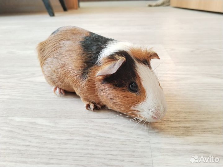 Морские свинки