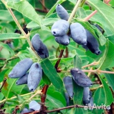 Саженцы жимолости