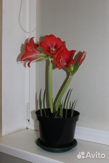 Гиппеаструм