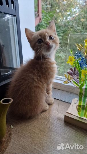 Котенок бесплатно