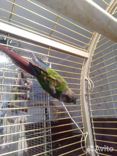 Попугай Пиррура Буроухая