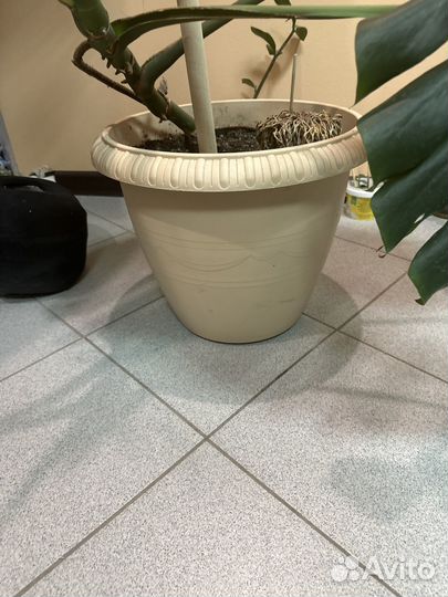 Монстера большая