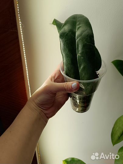 Хойи Арчболдиана,Финлайсони