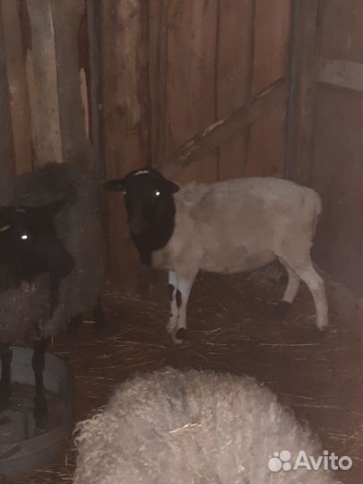 Барашек дорпер (до 90%)