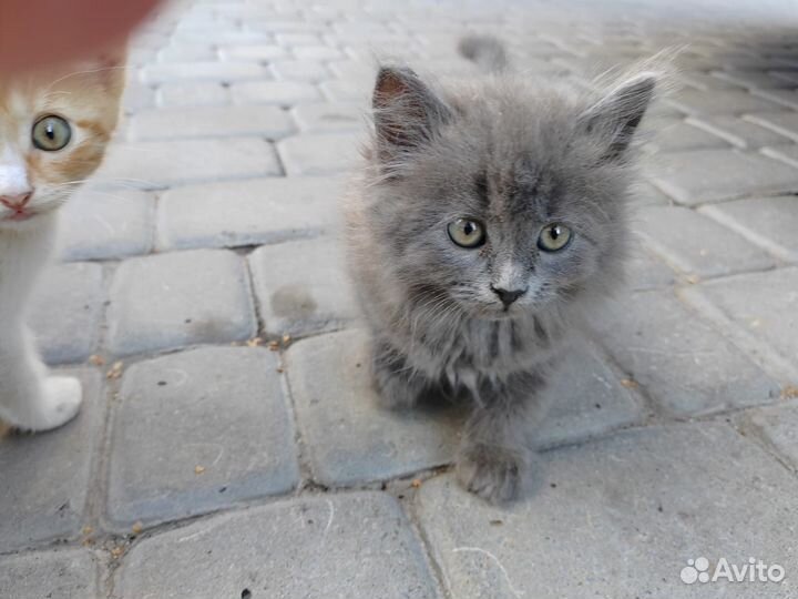 Котята в добрые ручки